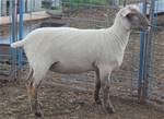 Sheep Trax Maisie 447M